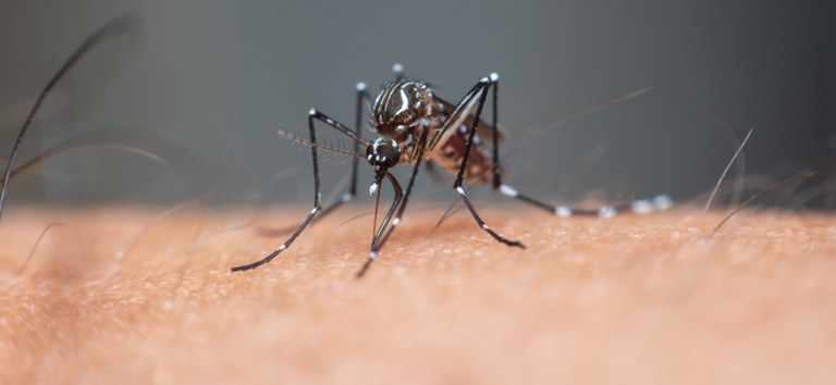 https://www.gov.br/saude/pt-br/assuntos/noticias/2024/abril/entenda-o-que-e-a-dengue-grave-e-como-e-o-tratamento/macro-mosquito-aedes-aegypti-sucking-blood-close-up-human-skin-1.jpg/%40%40images/4cf09cb3-b9ef-4bb9-b2d2-0bce50301545.jpeg