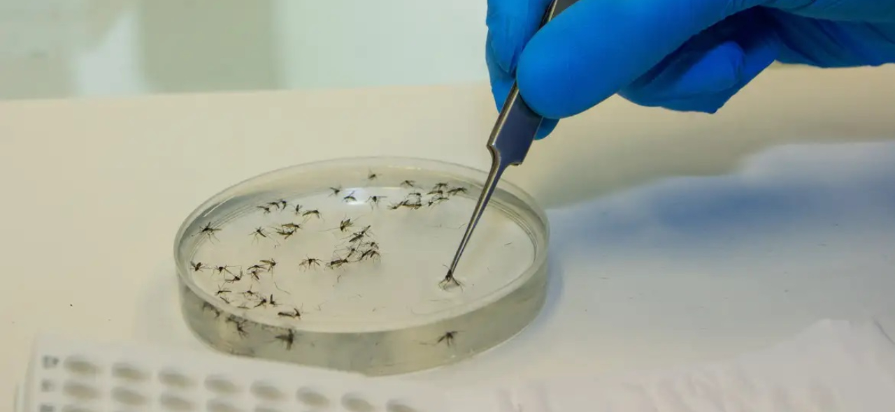 oropouche fiocruz (1).jpg