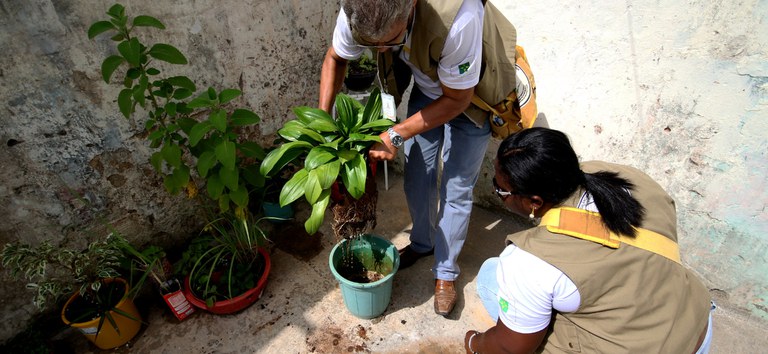 Dia D de combate à dengue