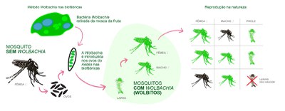 mosquito - arte
