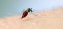 dengue mosquito braço.jpg