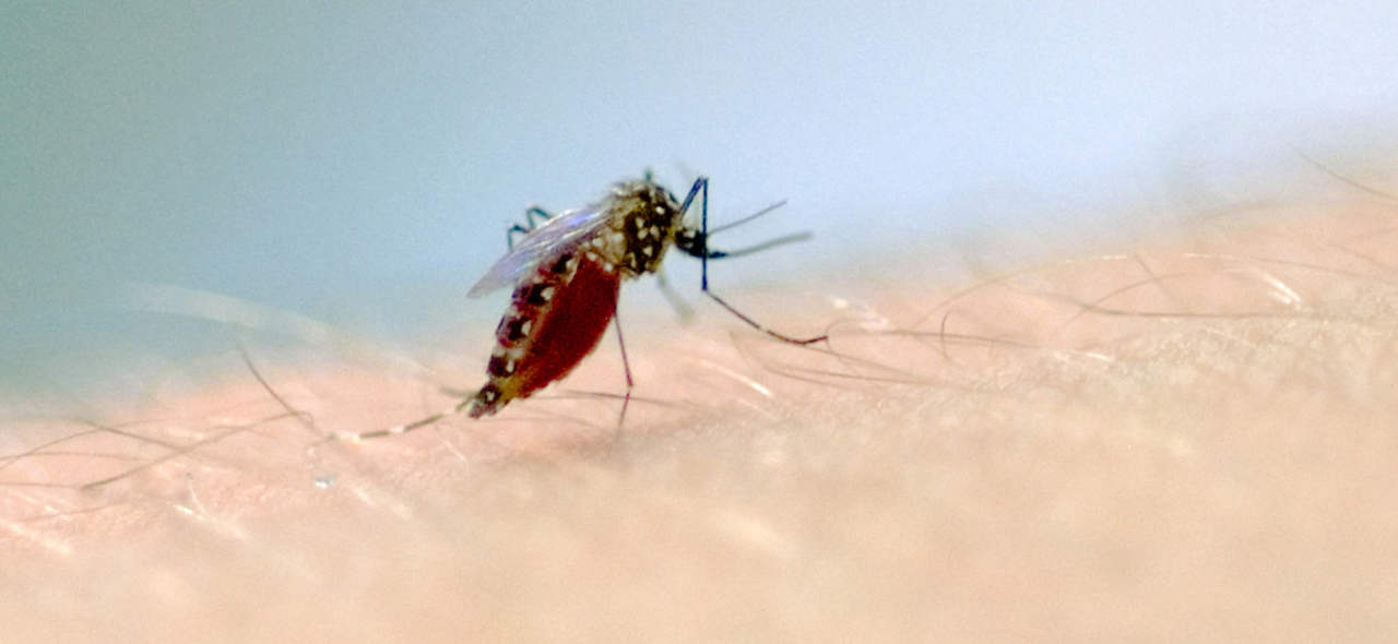 dengue mosquito braço.jpg