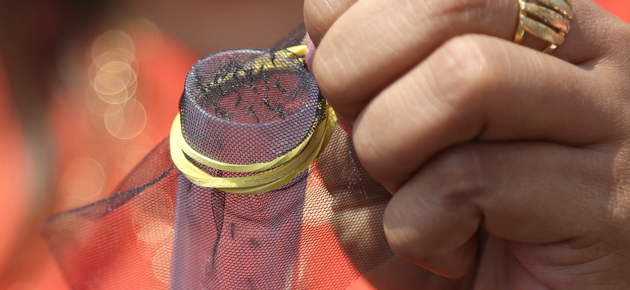 Combate ao mosquito utilizando método Wolbachia