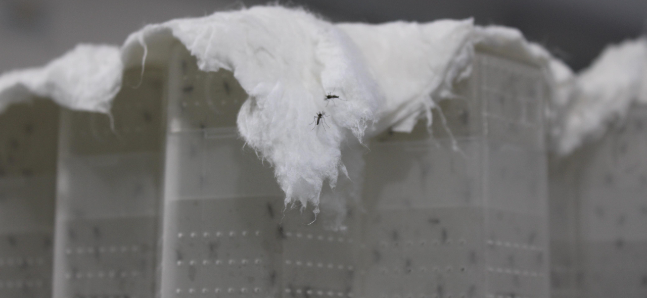 mosquito metodo wolbachia.jpg