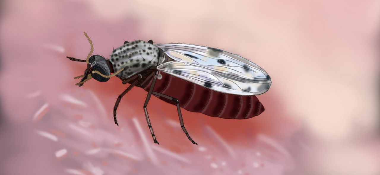 ilustração inseto oropouche.jpg