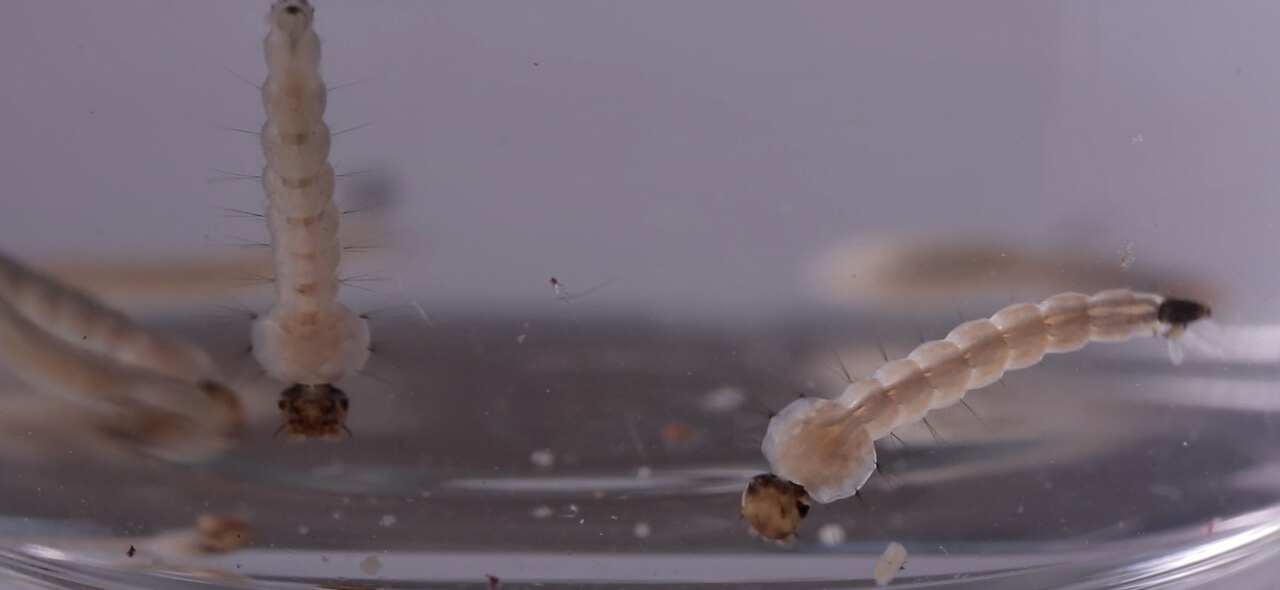 mosquito dengue larvas.jpg