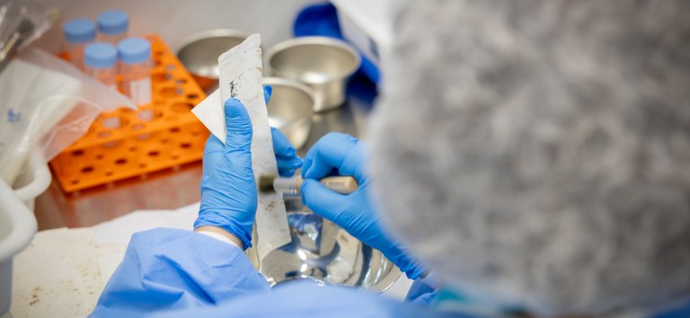 wolbachia walterson rosa.jpg