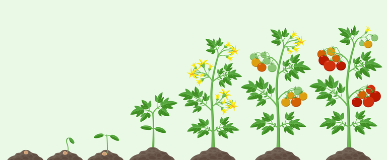 Tomate_1280x530px.png