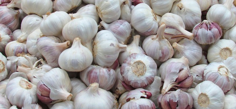 alho1.jpg