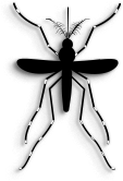 aedes-mosquito.png