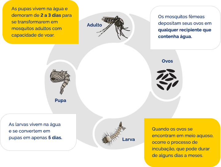 Fases de vida do vetor Aedes Aegypti - um ovo demora entre 7 e 10 dias para virar um mosquito adulto: fase ovos – quando os ovos se encontram em meio aquoso, ocorre o processo de incubação, que pode durar de alguns dias a meses; fase larva – as larvas vivem na água e se convertem em pupas em apenas 5 dias; fase pupa – as pupas vivem na água e demoram de 2 a 3 dias para se transformarem em mosquitos adultos com capacidade de voar; fase adulto – os mosquitos fêmeas depositam seus ovos em qualquer recipiente que contenha água.