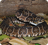 Bothrops