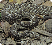 Crotalus