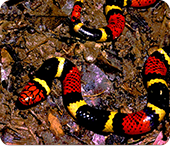 acidente-elapidico-img.png