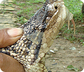 acidente-laquetico-img.png