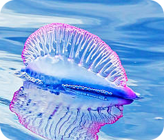 Agua viva intro