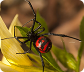 Latrodectus