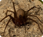 Aranha Loxosceles