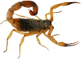 escorpiao-amarelo