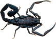 escorpiao-preto