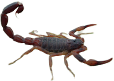 escorpiao-marrom