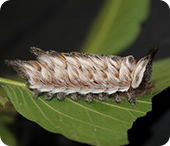 img-Familia-Megalopygidae_.png
