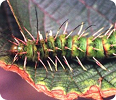 Lagarta Saturniidae