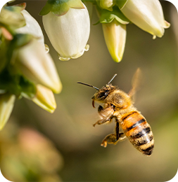 Imagem de Abelha se aproximando de uma flor