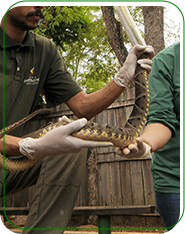 Foto de pessoa segurando uma cobra