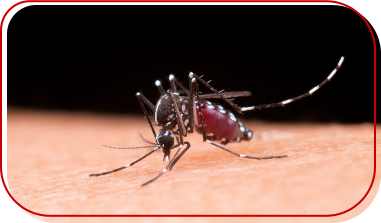 Aedes aegypti