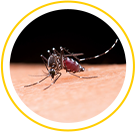 img-mosquito-aedes.png