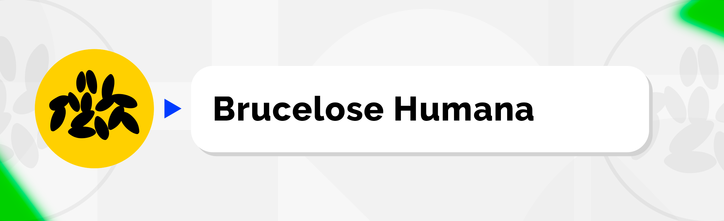 Brucelose Humana