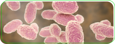 Bordetella Pertussis