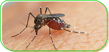 Mosquito se alimentando