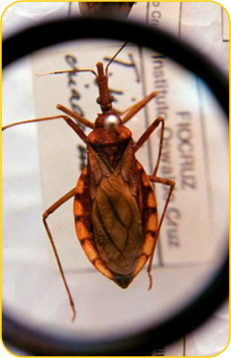 Foto do Inseto Barbeiro