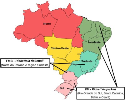Principais locais de ocorrência de febre maculosa - Brasil.jpg