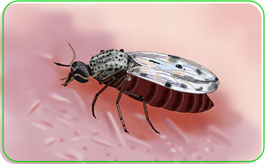 Mosquito Pólvora - Transmissor do Oropouche