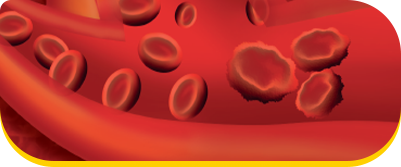 Circulação Sanguínea