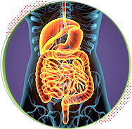 img-intro-intestino.png