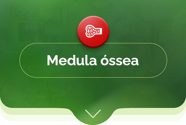 medula óssea