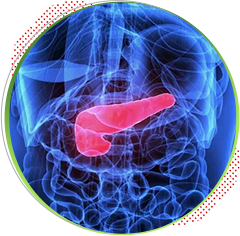 img-doacao-orgaos-pancreas.png