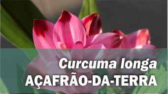 Curcuma longa AÇAFRÃO-DA-TERRA