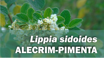 Lippia sidoides ALECRIM-PIMENTA