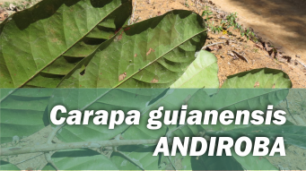 Carapa guianensis ANDIROBA