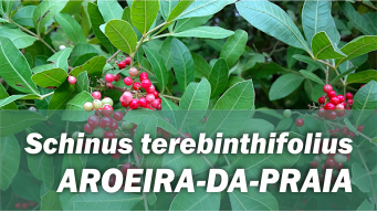 Schinus terebinthifolius AROEIRA-DA-PRAIA