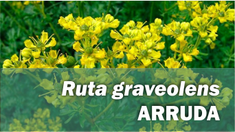 Ruta graveolens ARRUDA