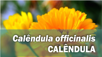 Calêndula officinalis CALÊNDULA