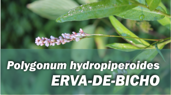 Polygonum hydropiperoides ERVA-DE-BICHO
