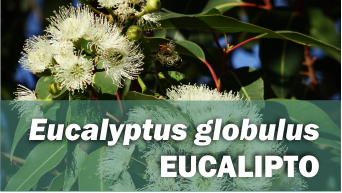 Eucalyptus globulus EUCALIPTO