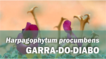 Harpagophytum procumbens GARRA-DO-DIABO